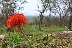 We link to the best sources from around the world. Rwanda