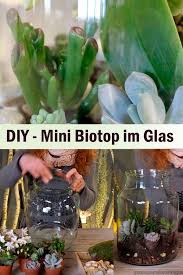 Diy Mini Biotop Im Glas Carnivorous Plants Green Plants Echeveria