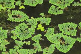 Image result for Azolla pinnata