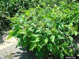 Image result for Desmodium tortuosum