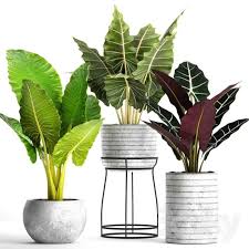 210 Plant 210 3dsmax Model Free Download Plants Model Plant Leaves
