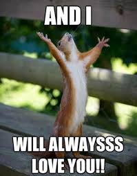 20 Outrageously Funny I Love You Memes Sayingimages Com Happy Squirrel Funny Animals Cute Animals