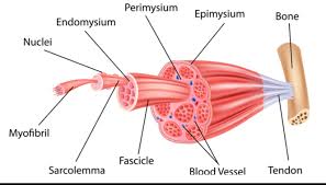 Jaringan otot jaringan otot terdiri dari : Prolog Materi Otot Lurik