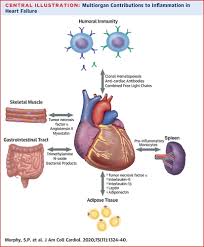 The inflammation enlarges the heart, forcing it to work harder, which can decrease its ability to pump blood normally. Inflammation In Heart Failure Jacc State Of The Art Review Journal Of The American College Of Cardiology