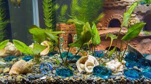 Other important aquarium plant care issues have to do with planting vs. Easy And Best Aquarium Plants Pethelpful