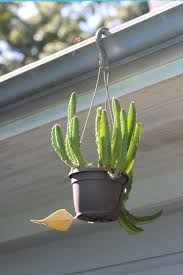 Image result for Stapelia gigantea