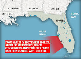 Red tide the florida red tide is caused by karenia brevis, an organism that you can only see with a microscope. Thousands Of Dead Stinking Fish Wash Up In Florida Due To Algae Express Digest