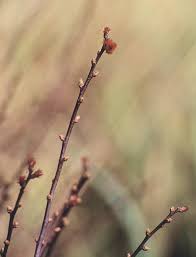 Image result for Myrica chimanimaniana