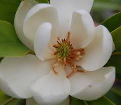 We did not find results for: Magnolia Virginiana Green Shadow Sweetbay Magnolia From Pleasant Run Nursery