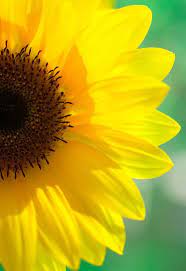 Sunflowers Sunflower Flower Sunflowers And Daisies Sunflower Pictures