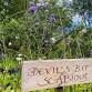Eynsham's Wildflower Meadows: planting out event image