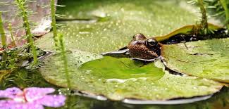 Wir verraten ihnen, wie sie. Ein Garten Fur Krote Frosch Und Molch Nabu Bochum
