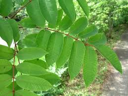 ウルシ科ウルシ属ヤマハゼ 学名 Rhus Sylvestris