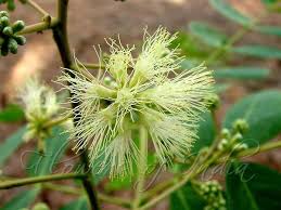 Image result for Albizia procera