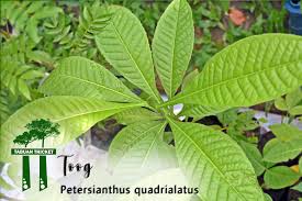 Image result for Petersianthus