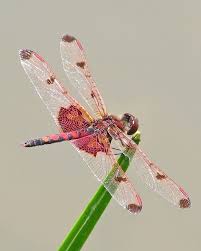 Male Calico Pennant Dragonfly Insect Colorful Dragonfly Dragonfly Wings