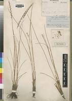 Image result for Rhytachne