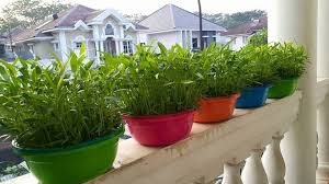 Budidaya Kangkung Sistem Hidroponik Di Baskom Hidroponik Menanam Sayuran Ide Berkebun