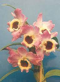 Dendrobium Nobile Wikipedia
