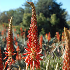 Image result for Aloe arborescens
