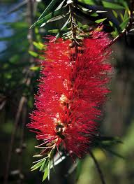 Image result for Callistemon