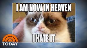 See more ideas about dog memes, funny dogs, funny animals. Grumpy Cat World Bids Farewell To Meme Sensation Today Youtube