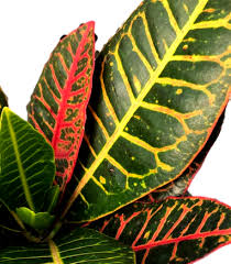 Image result for Croton aceroides