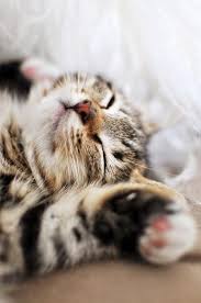  Pin Di Cats