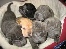 Home Shar Pei Pups For Sale And Stud In Lincolnshire Shar Pei Dog Shar Pei Puppies Pitbull Puppies