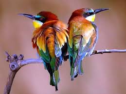 1920x1080 best hd wallpapers of nature, full hd, hdtv, fhd, 1080p desktop backgrounds for pc & mac, laptop, tablet, mobile phone. Wallpaper Hd Nature Hd Wallpapers For Android Flying Birds Images Free Download Colorful Flowers Bouquet Colorful Flowers Drawing Hd Walls