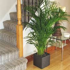 Indoor palm trees are becoming more popular in decorating home and office space. How To Grow Palm Trees Indoors