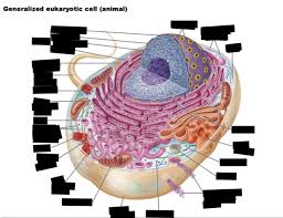 Maybe you would like to learn more about one of these? Eukaryotic Cell Animal Diagram Quizlet