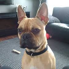 If you are considering bringing a new member of your family into your home then it is only right that you should learn how to find the best boston terrier french bulldog mix puppies for sale that will fit in with your family. Is The Frenchton Dog Really Any Better Than The Frenchie