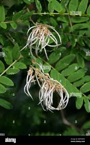 Image result for Sophora velutina