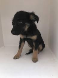 Black And Brown Dog Breeds Medium Animal Id 38965030 Species Dog Breed German Shepherd Mix Age 3 Months 1 Day Gender Male Size Medium Color Black Brown Site Depar Animals Dogs Dog Breeds