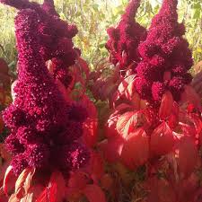 Image result for Amaranthus