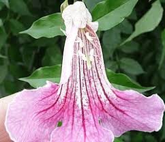 Image result for Bignoniaceae