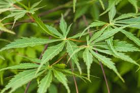 Japanese maple trees can provide a striking focal point, be the perfect plant to set off a large they typically leaf out early in the season and a late cold snap can cause serious damage even to mature. Lacy Beautiful Green Japanese Maple Leaves Photograph By Kathy Clark