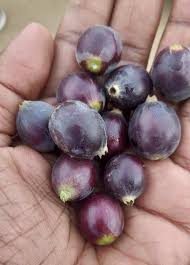 Image result for Aframomum alboviolaceum