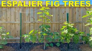 Adding an espalier in your garden is a beautiful feature. How To Espalier Fig Trees Complete Guide From Start To Finish Youtube