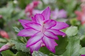 Feed your plant monthly during spring and summer months. Christmas Cactus Fertilizer Requirements When And How To Feed A Christmas Cactus Christmas Cactus Flower Pots Cactus Flower