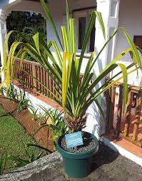 Image result for Pandanus chiliocarpus