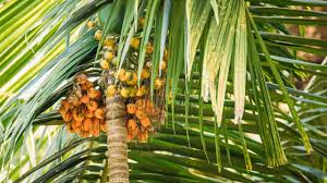 Image result for Lepisanthes senegalensis