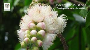 Image result for Barringtonia