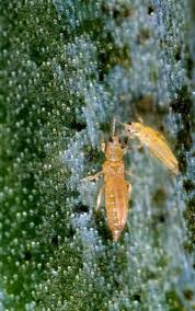 Image result for Onion Thrips