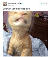 Anlamli Dusundurucu Eglenceli Guzel Komik Konusan Resimler Konusan Resimler Www Kizlarinsirlari Club Resimler Komik Kedi