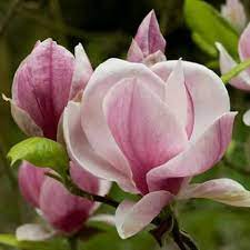 Pink Magnolia So Beautiful Magnolia Flower Flower Pictures Pretty Flowers