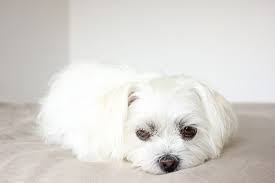 Shih tzu dog eye boogers. 8 Most Common Shih Tzu Eye Problems To Watch Out For Dogvills