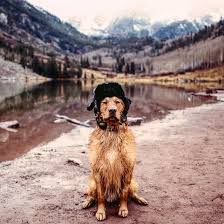 Aspenthemoutainpup Golden Retriever Dog Dog Education Puppy Travel Photography People Travel Posters Travel Photography