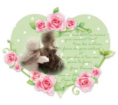 Roses, blossom, bloom, pink rose. Love Rose Flower 800 714 Transprent Png Free Download Flower Pink Rose Family Cleanpng Kisspng